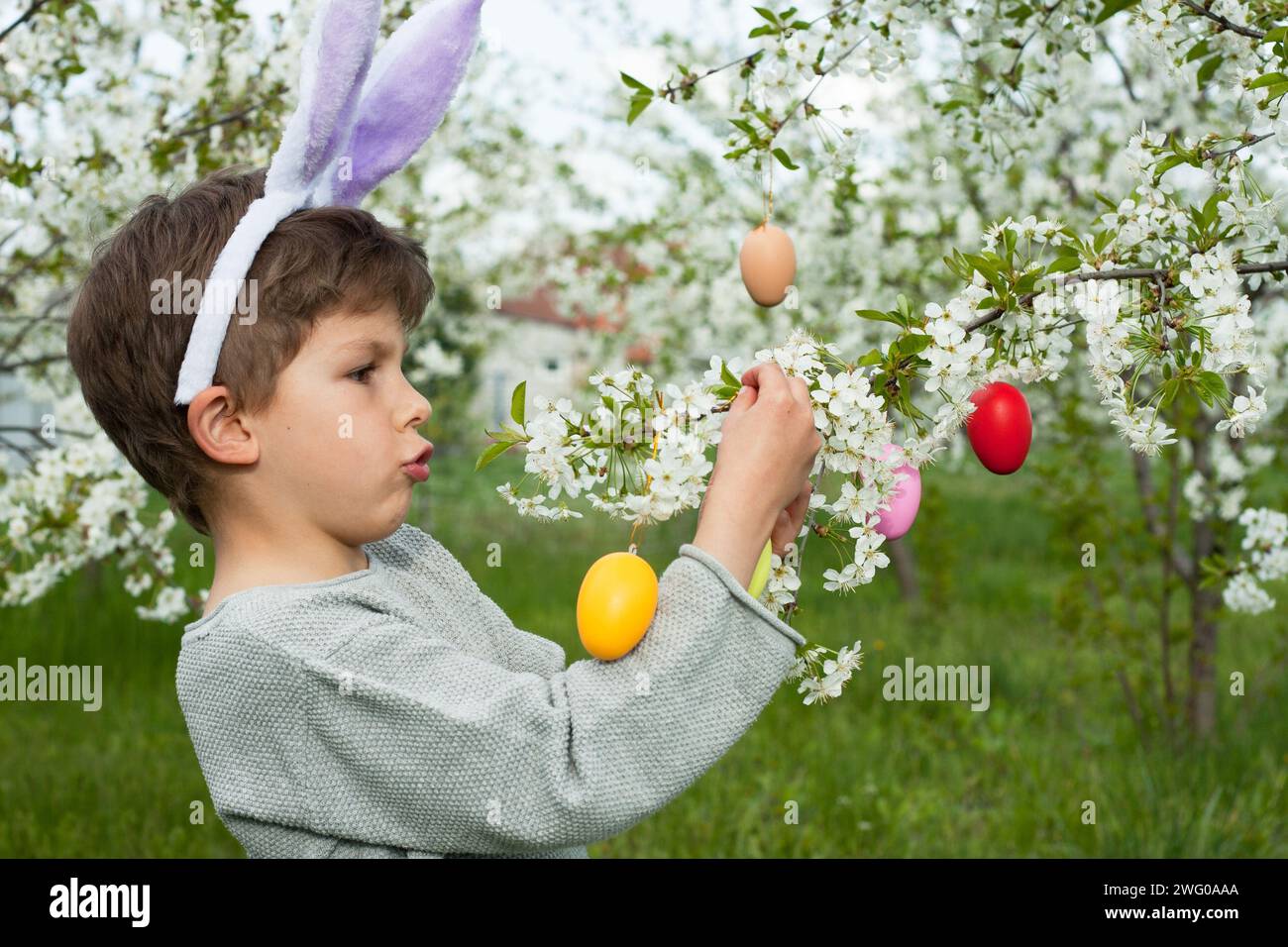 Easter egg hunt. preschool boy wearing bunny ears finding colorful eggs on Easter egg hunt in garden. child decorating branches of flowering tree with Stock Photo