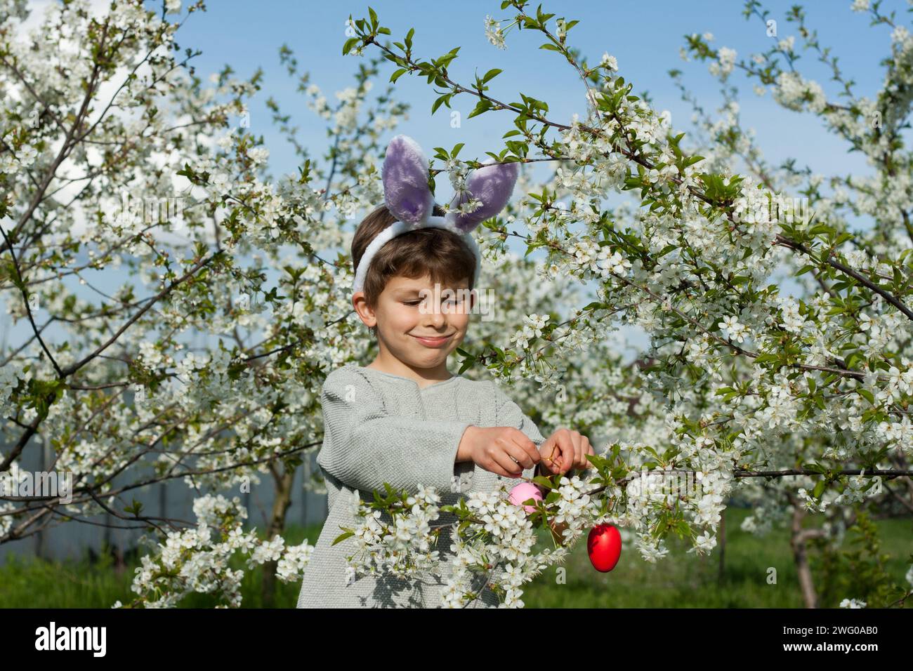 Easter egg hunt. preschool boy wearing bunny ears finding colorful eggs on Easter egg hunt in garden. child decorating branches of flowering tree with Stock Photo