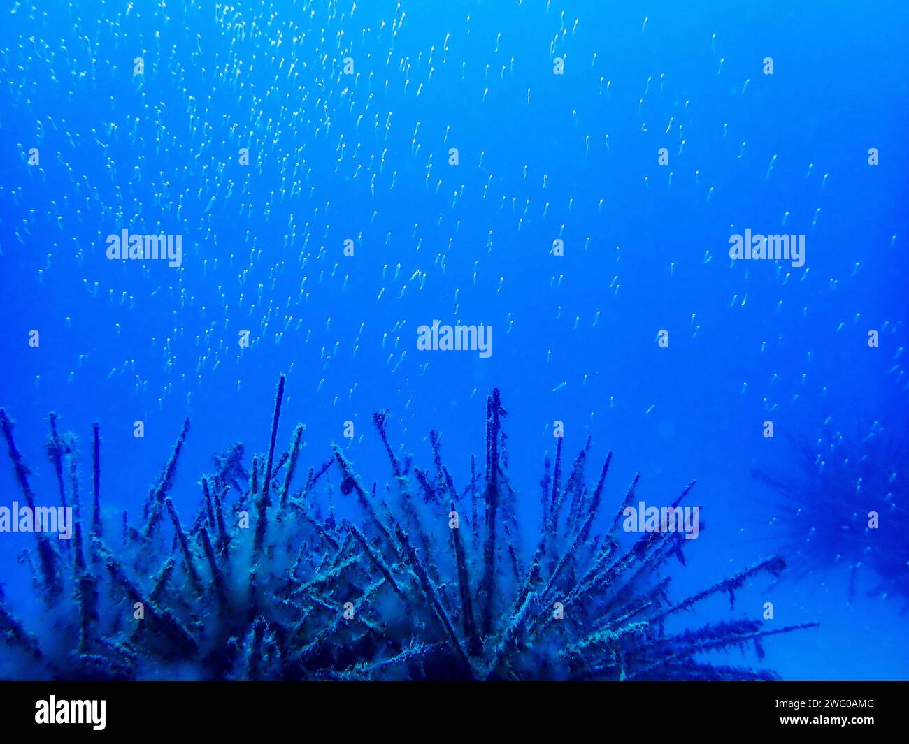 An ethereal underwater dance: a radiant shoal of small fish glows amid the blue gradient of Lanzarote's Atlantic waters, framed by delicate seaweed be Stock Photo