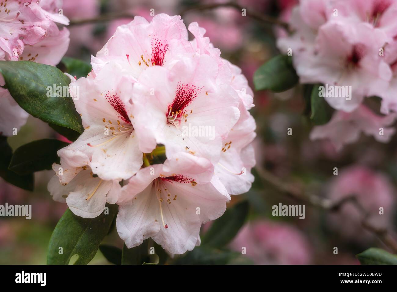 Pink rhododendron flowers with a splash of dark red in spring, close up Stock Photo