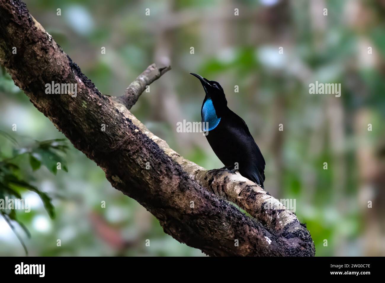 Magnificent riflebird or Ptiloris magnificus seen in Nimbokrang in West ...
