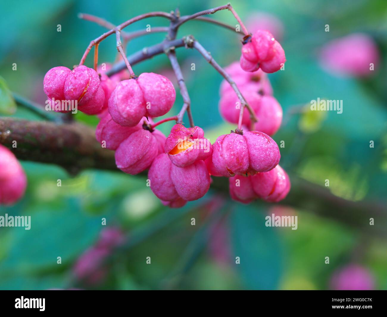Beautiful pink berries of the spindle tree Euonymus europaea Stock Photo