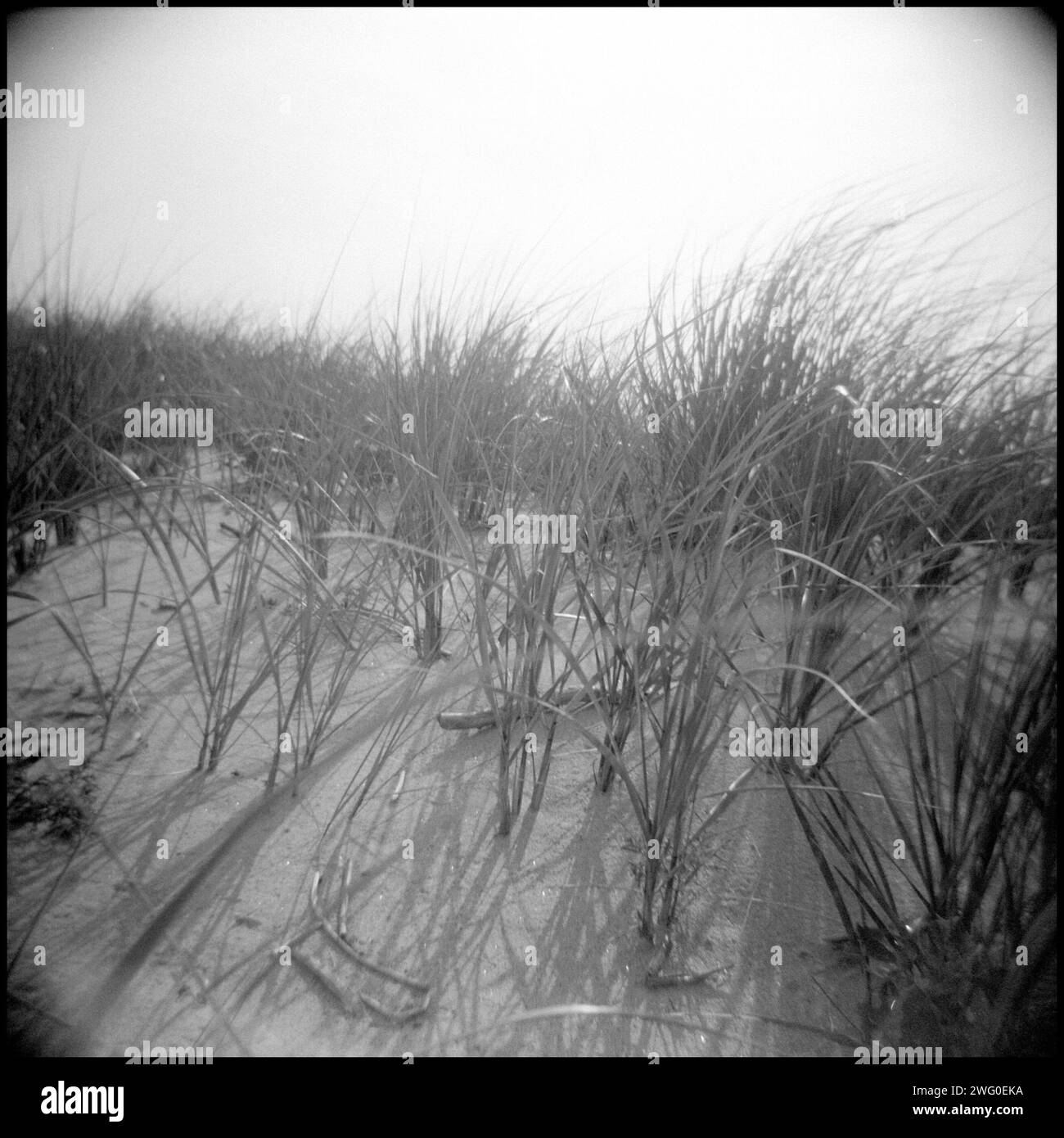 Sand dune beach Black and White Stock Photos & Images - Alamy