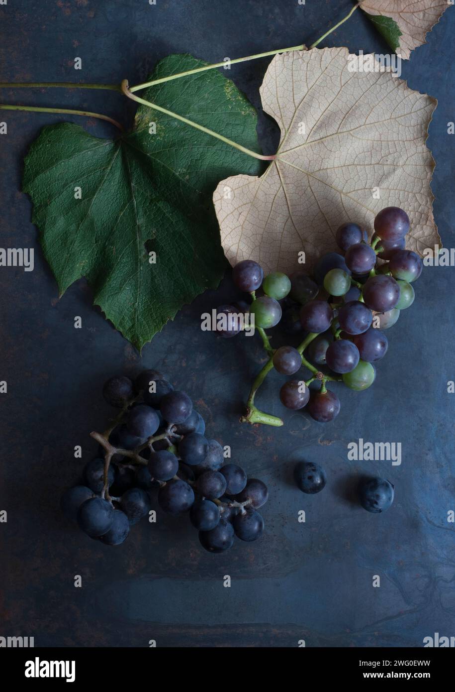Concord Grapes Stock Photo