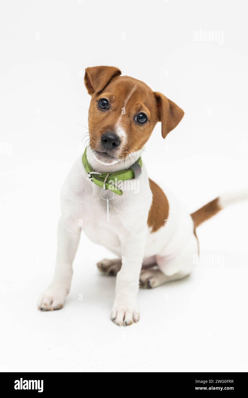 Jack Russel terrier puppy dog on gray background Stock Photo