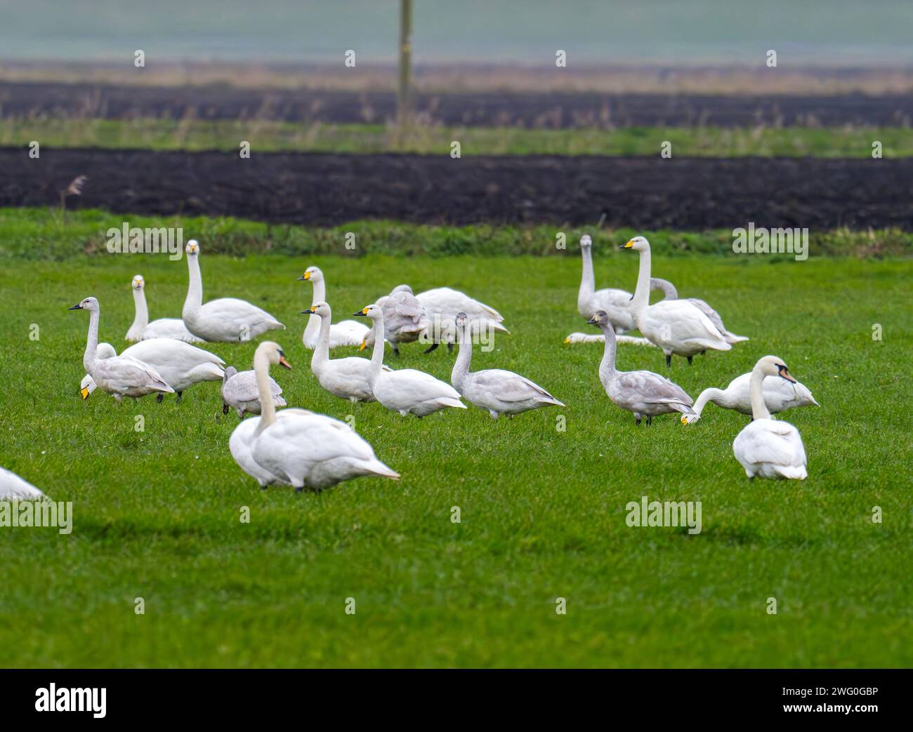 All three British species of swan together, Whooper Swan; Cygnus cygnus ...