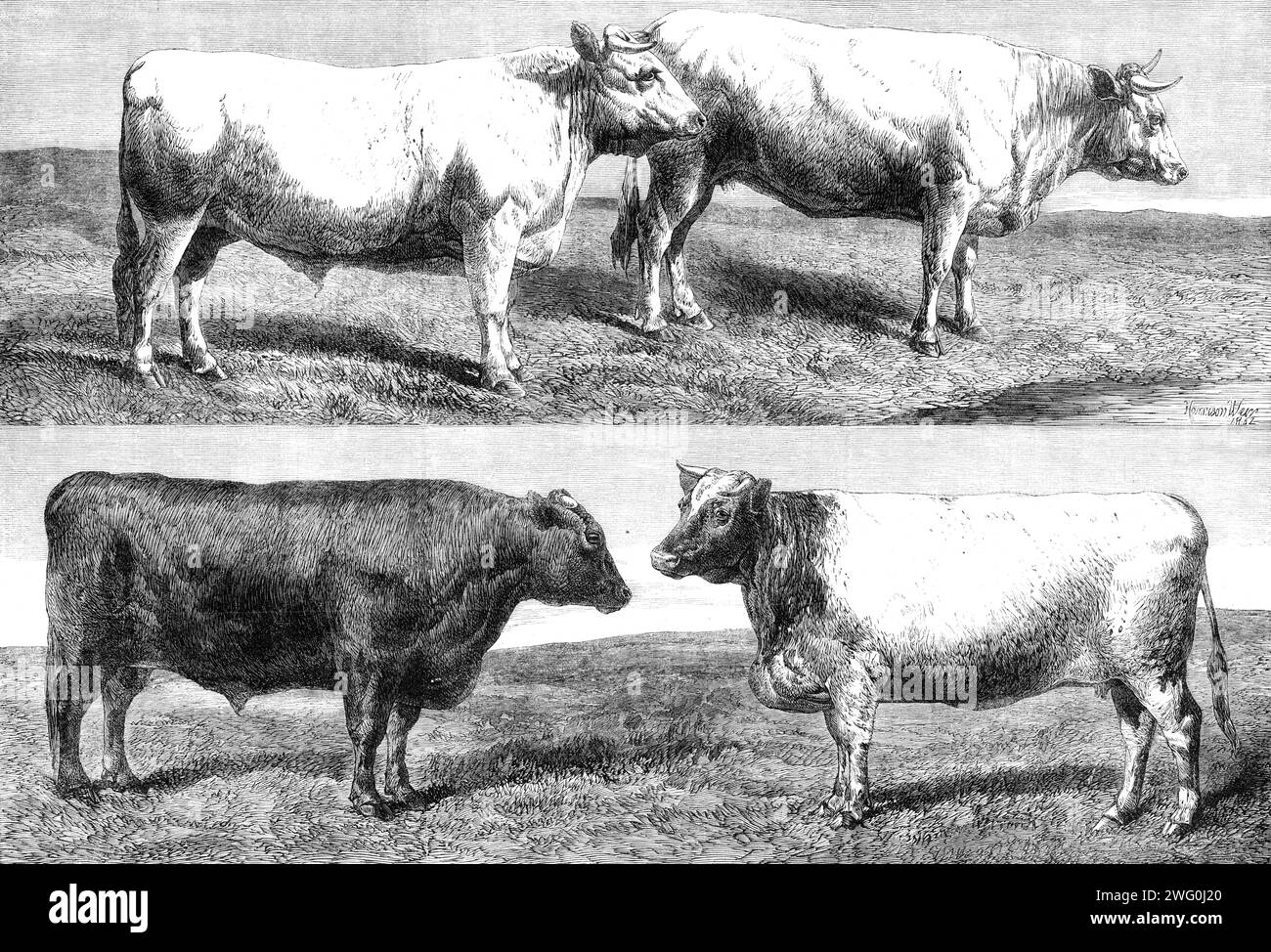 The International Cattle Show at Poissy, 1862. Engraving from photographs by M. Richebourg, photographer to the French Government. 'M. Bouton de Leveque's prize of honour Durham ox; Mr. M'Combe's prize of honour Aberdeen ox, winner of the Prince Albert prize; M. Le Vicomte Benoit d'Azy's first prize Charolaise cow; Lady Emily Pigot's prize of honour cow, Empress of Hindostan, winner of the Great Gold Medal...Mr. M'Combie's black ox swept off the ordinary gold medal (the first prize in his class) and the great gold medal of honour for steers, and the Prince Albert Cup as the best beast in the y Stock Photo