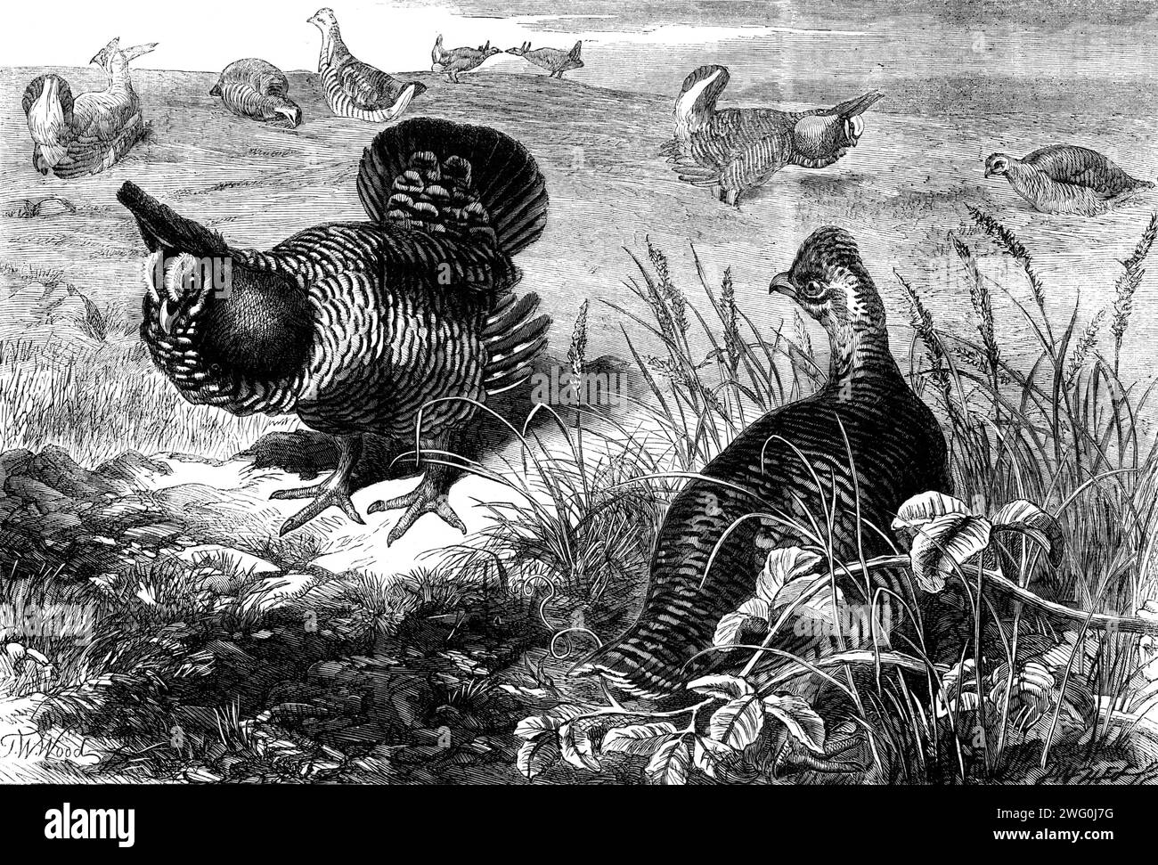The Prairie Grouse in the Zoological Society's Gardens, Regent's Park, [London], 1862. 'A consignment of eighteen specimens of the prairie grouse of North America (Tetzao umbellus), lately received in this country by Mr. Stone, has been deposited by that gentleman in the gardens of the Zoological Society...those who are interested in natural history should not lose the opportunity of paying a visit...and of witnessing the extraordinary exhibition made by these males at this time of the year. On approaching the inclosure...a mournful note is heard, somewhat resembling a kind of moan, which Wils Stock Photo