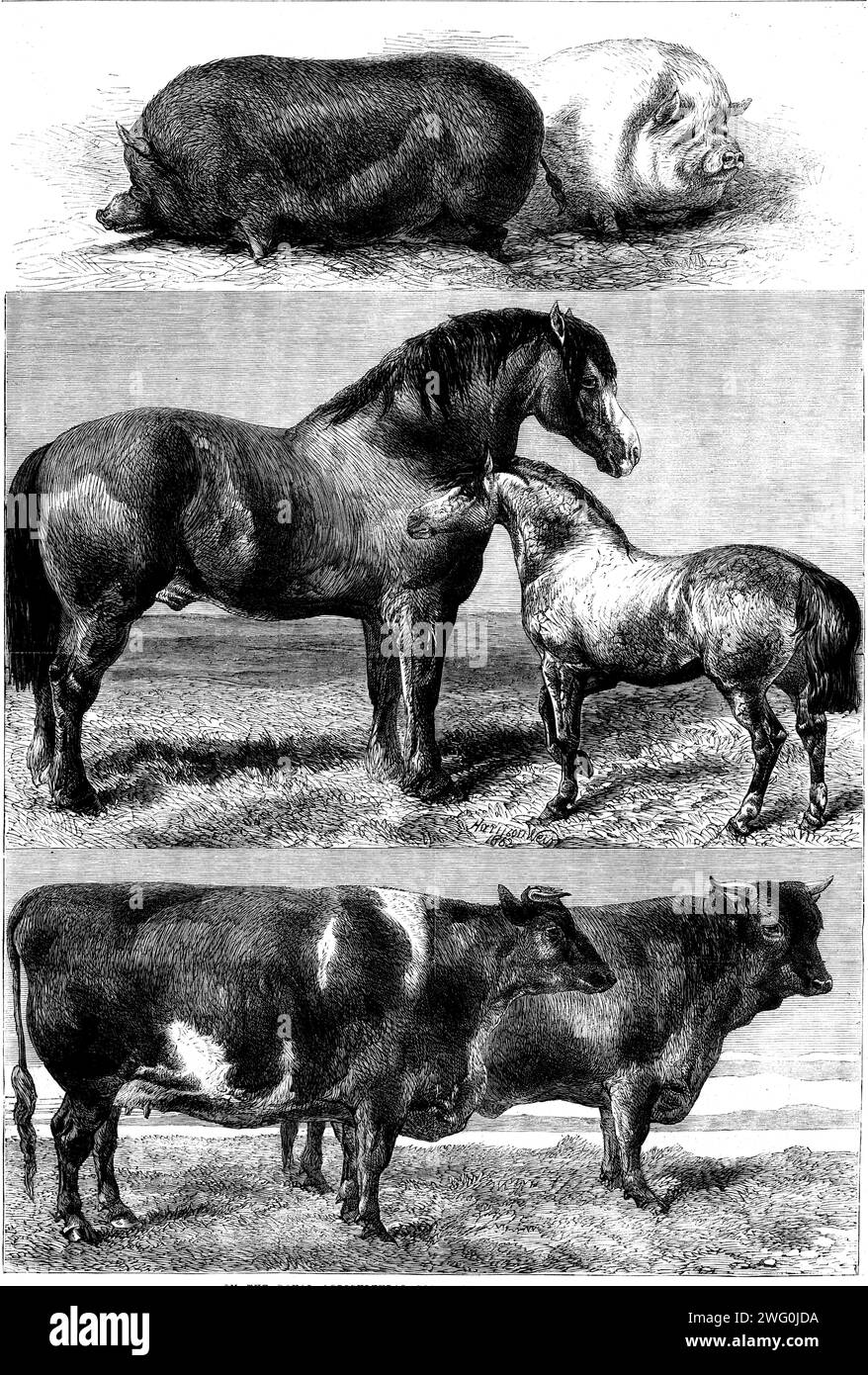 Prize animals from the Royal Agricultural Society's show in Battersea Park, 1862. '...&quot;Lablache,&quot; a Berkshire boar, the property of the late Sir Robert G. Throckmorton...bred by Mr. Mitchell, of Iver Lodge...The foreshortened sow represents Mr. Wainman's celebrated Silverwing, the winner in the class for &quot;sows of the small white breed.&quot;...The splendid Clydesdale sire Sir Walter Scott, the property of the Duke of Hamilton and Brandon...&quot;Napoleon,&quot; the winning pony sire under 14 hands and above 12&#xbd; hands at his side...is a dappled dun of the Welsh breed...Mr. B Stock Photo