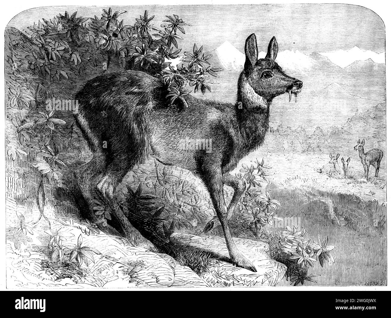 The musk deer, 1862. 'The true musk perfume has been brought to Europe for many years, but the animal which yields it has never yet been seen alive in this hemisphere...Musk is contained in an excretory gland about the navel of the male animal. By the Chinese and other dealers this gland is termed a &quot;pod,&quot; and as imported it is called &quot;pod musk,&quot; but when the musk is separated from the skin or sac in which it is contained it is termed &quot;grain musk,&quot; the commercial value of which is very nearly that of gold, weight for weight. The musk deer (Moschus moschatus) is an Stock Photo