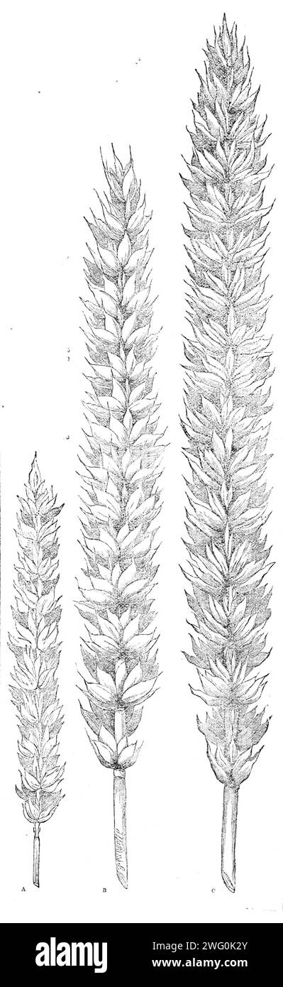 Hallett's pedigree nursery wheat, 1862. 'The original ear, A, was selected in 1857 from a large crop of &quot;nursery&quot; wheat, not because of its great size, but on account of its general uniformity and the fine quality of its grain. It contained 47 grains. The average contents of ears in ordinary crops is about 30 grains. In 1858, from this selection, one grain produced a &quot;stool&quot; of 10 ears, of which the finest contained 79 grains. The best stool from these 79 grains bore 22 ears in 1859, the finest of which contained 91 grains. In 1860 there were 39 ears upon the finest stool; Stock Photo