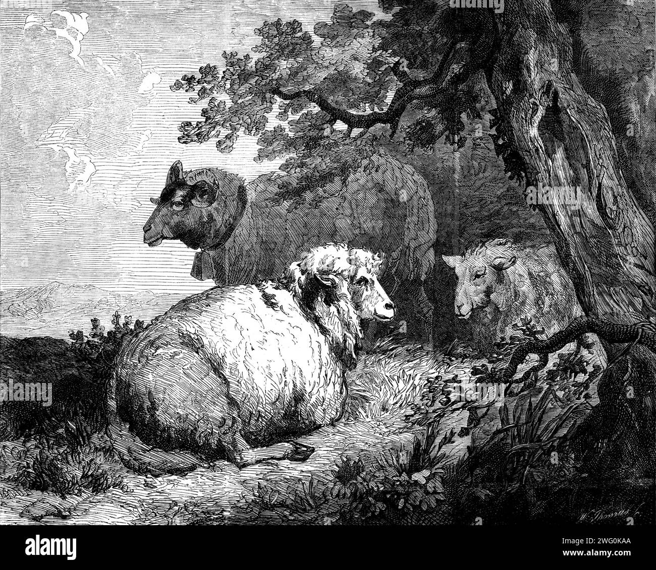 &quot;Sheep&quot;, by Morland, in the International Exhibition, 1862. 'There is no painter of the English school, with the exception of Gainsborough, who could have treated so simple a subject with such true feeling for rustic nature, such skill and harmony of arrangement, and such consummate facility of handling as Morland has shown in the beautiful little picture we have engraved. Morland's works, like those of Gainsborough, are rather sketches than finished pictures; but this one has, with all the charm of a sketch, none of the carelessness and slovenliness which too often disfigure the pai Stock Photo