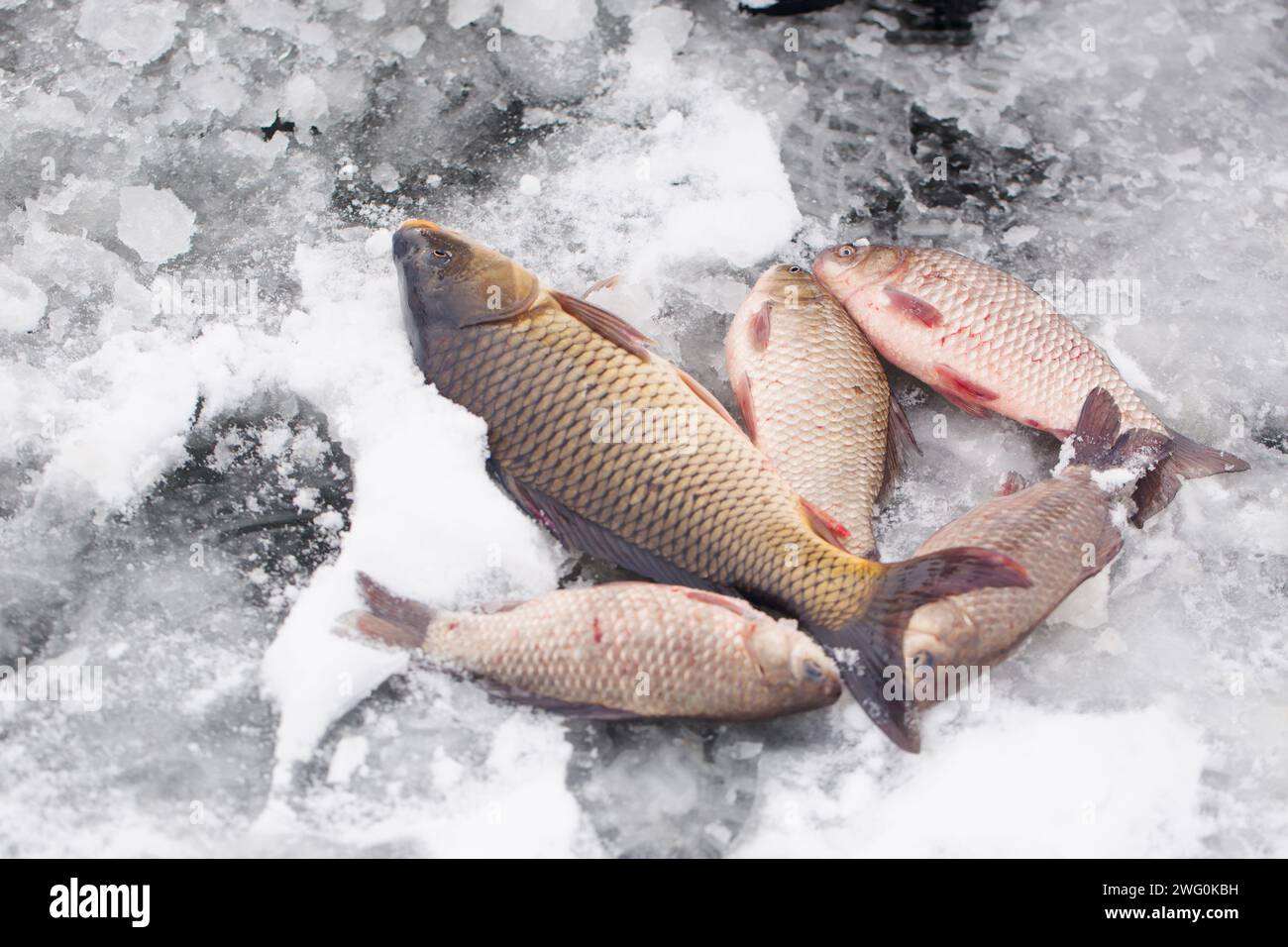 Freshwater fish carp lies on the ice Stock Photo Alamy