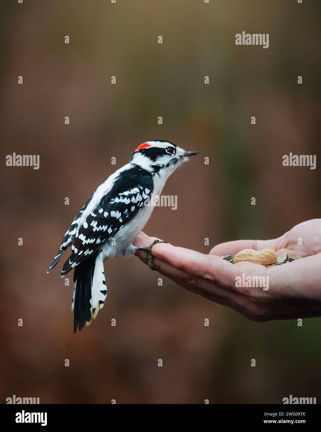 Downy woodpecker perched on hand holding seeds outside. Stock Photo