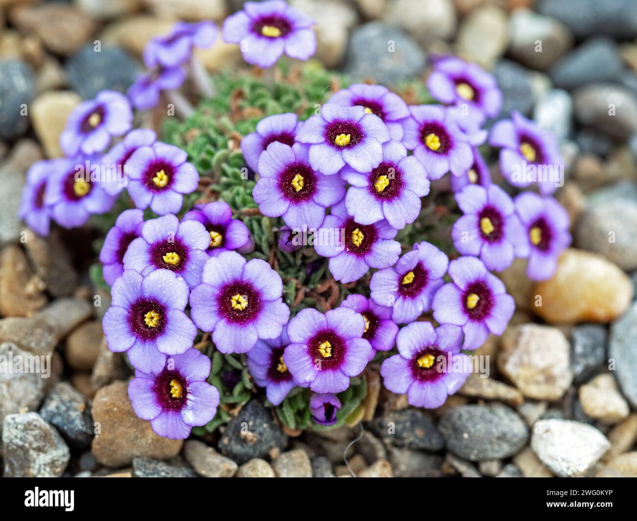 Pretty little Dionysia flowers, variety Judith Bramley Stock Photo