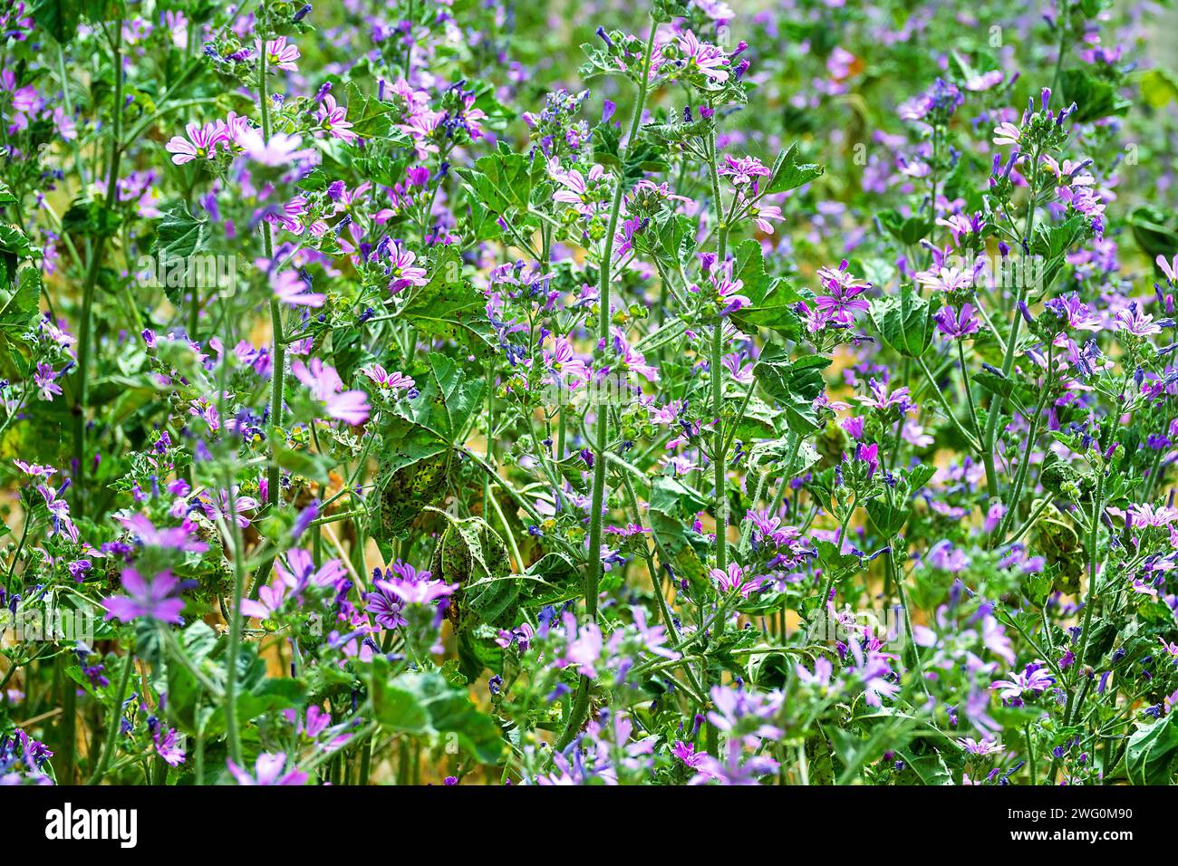 Jew's mallow (Malva erecta) on the dry slopes of the Black Sea, Feodosia Stock Photo