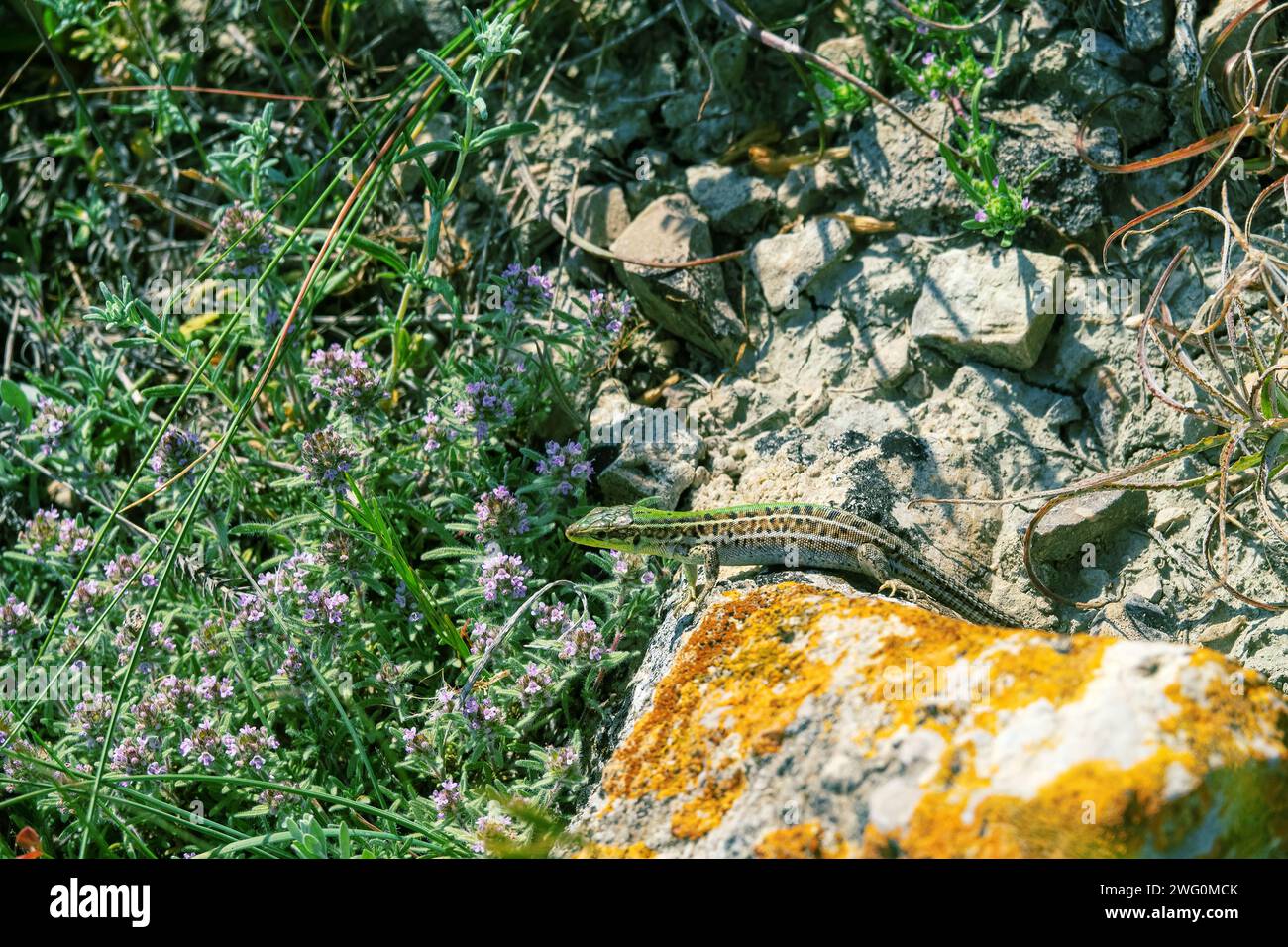 Crimean lizard (Podarcis tauricus tauricus, male). Feodosiya low-mountain phrygana shrub-steppe landscape. Crimean Mountains Stock Photo