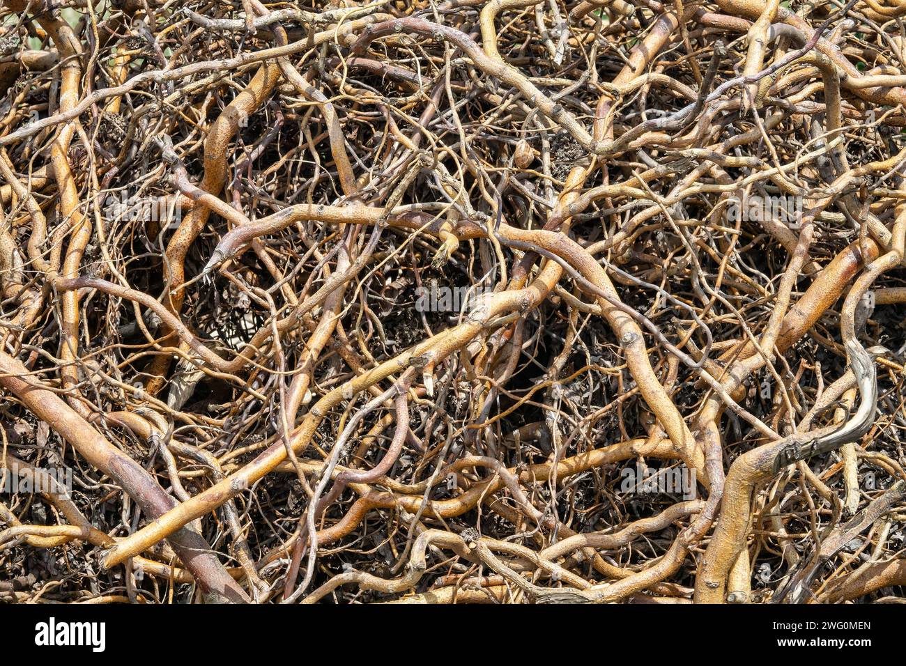 The roots of the willow shrub. The roots are washed with water on the shore of the lake. The roots have turned green and photosynthesize Stock Photo