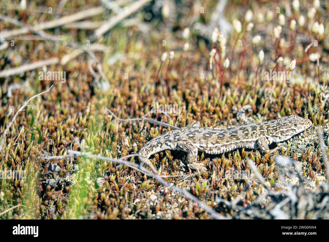 Sand lizard (Lacerta agilis) in the sandy steppe of the middle reaches of the Don River Stock Photo