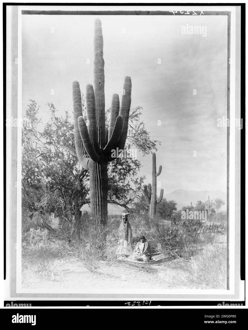 Gathering saguaro fruit, 1907, c1907. Two Pina women harvesting saguaro cactus fruit, Arizona, one seated on ground at base of tall cactus, the other standing with basket tray on head. Stock Photo