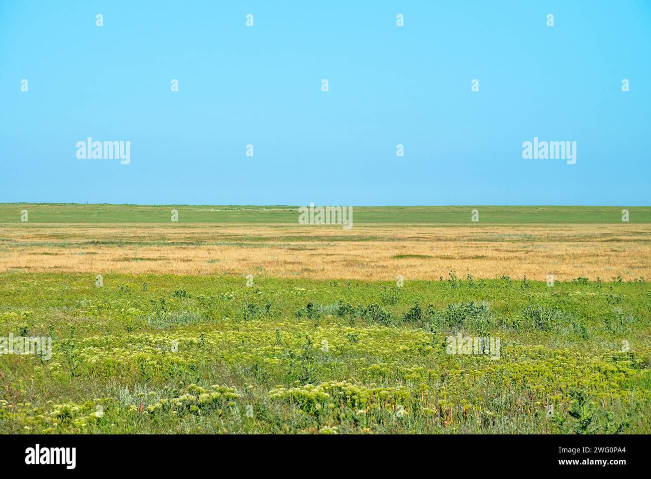 Secondary steppes - smooth brome (Bromus), wheat grass, Agropyrum, Agropyron). Ruderal vegetation in foreground (thistle, pepper wort). Crimea Stock Photo