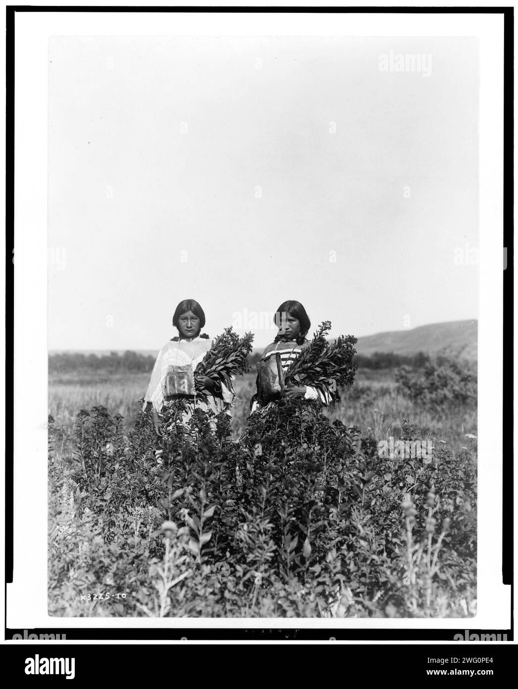 Goldenrod meadowsPiegan, c1910. Two girls standing in a field of