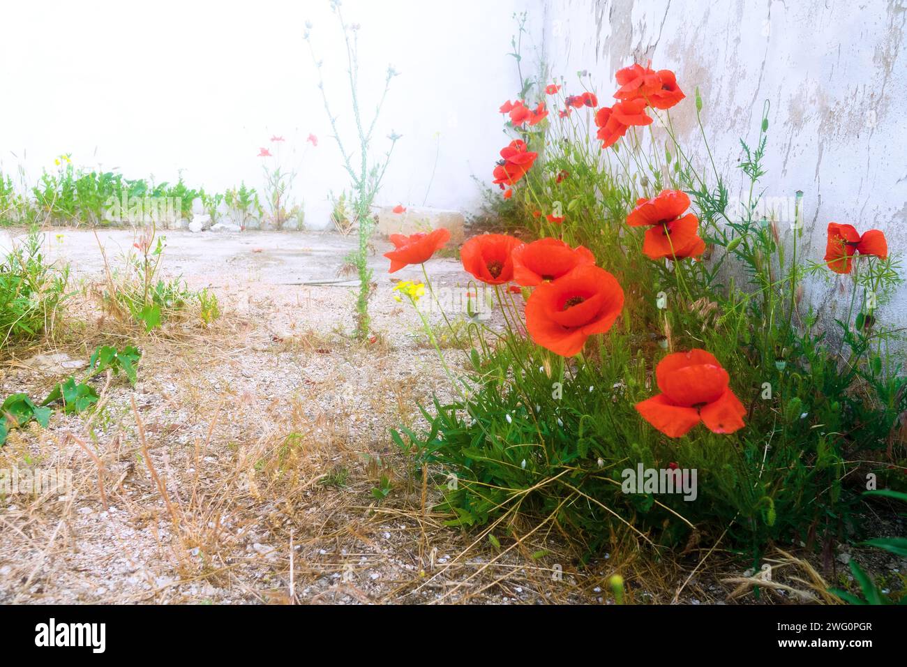 Poppies in a south neglected garden. Red poppy (Papaver rhoeas) Stock Photo