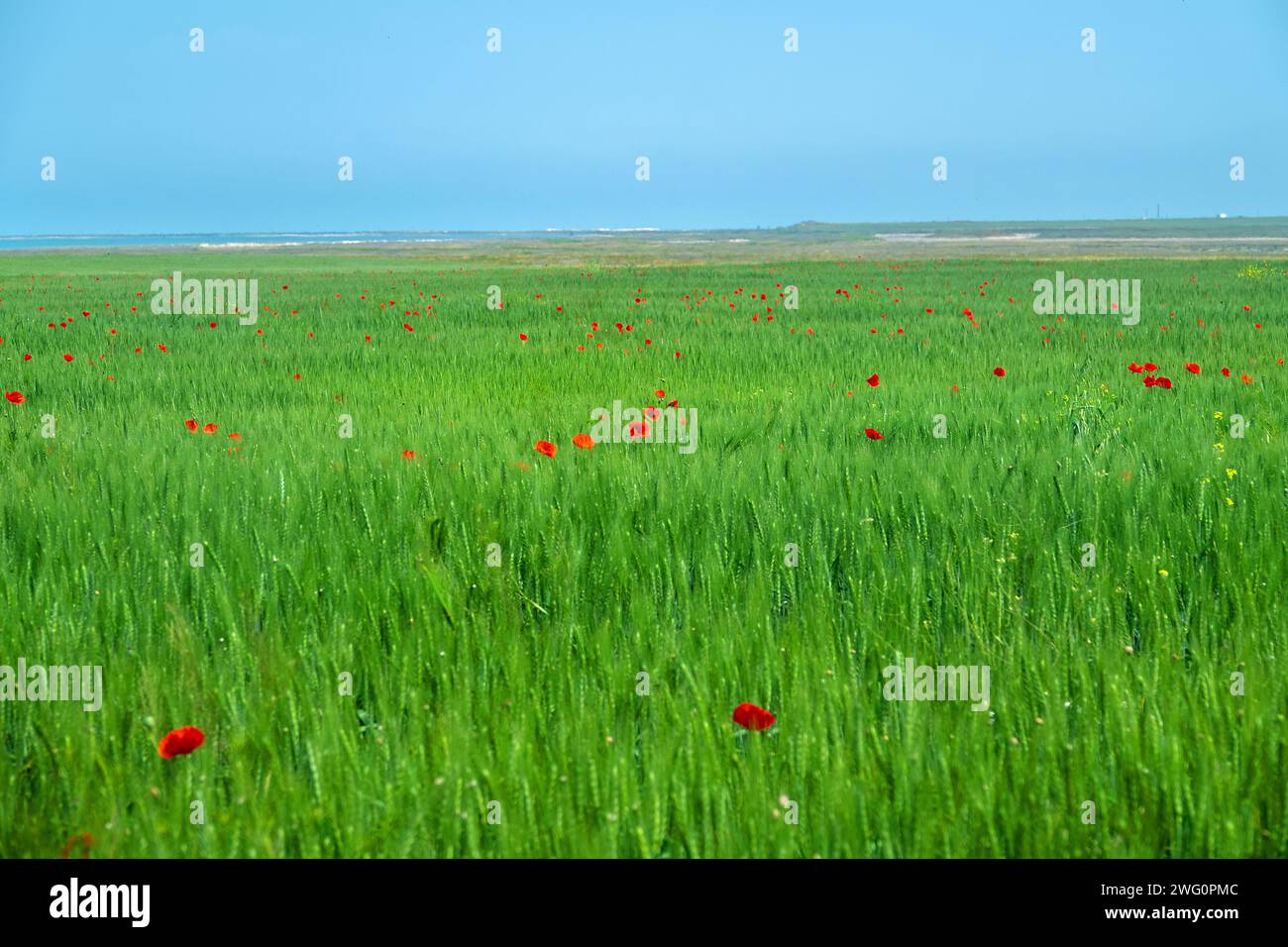 Flat steppe on the shore of Lake Sivash on the Kerch peninsula. A field of wheat with purple spots of red poppies. Corn poppy (Papaver rhoeas) as a we Stock Photo