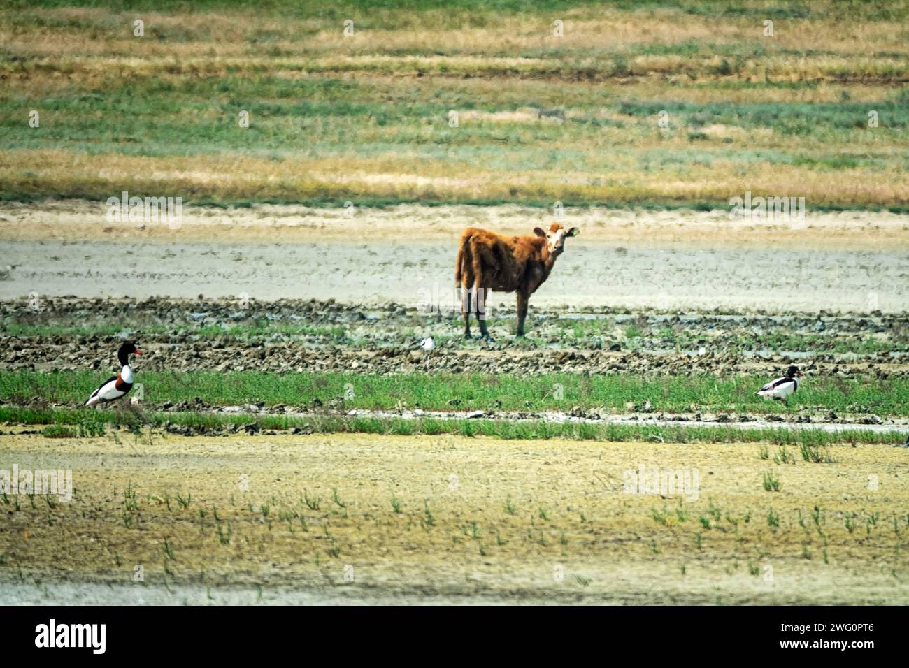 White alkali soil hires stock photography and images Alamy