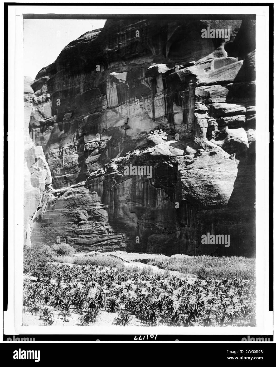 Cornfields of Ca&#xf1;on del Muerto, 1906, c1907. Navajo Indian cornfield, cliffs in background. Stock Photo