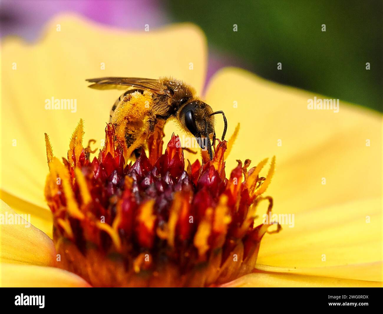 Macro bee of genus Andrena feeding on yellow dahlia and seen from profile with lots of pollen Stock Photo
