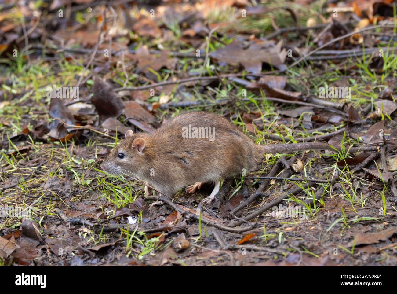 Normally nocturnal, the Brown rat is often seen during the day where people congregate to feed birds and squirrels in Parks and gardens. Stock Photo