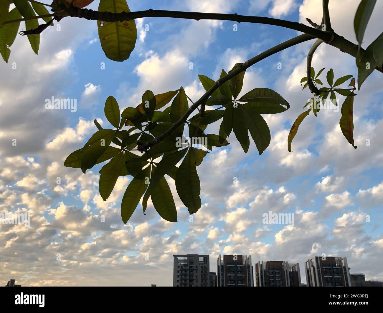 A blue sky with fluffy white clouds and a lush green tree in the ...