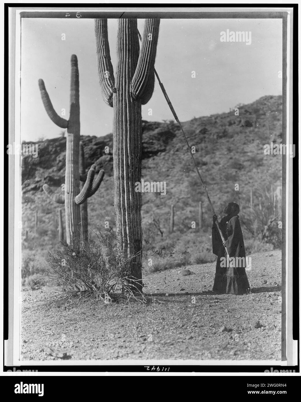 Gathering hasen-Qahatika, c1907. Woman using long pole to harvest cactus fruit, Arizona. Stock Photo