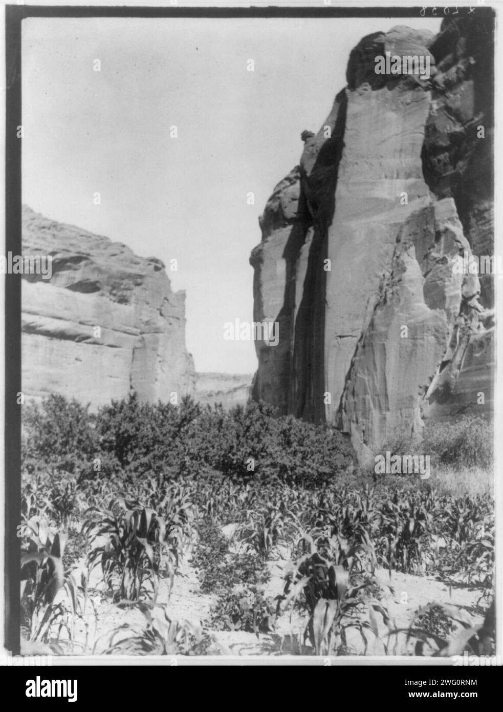 A Navaho farm, c1906. Patches of corn in garden between canyon walls. Stock Photo