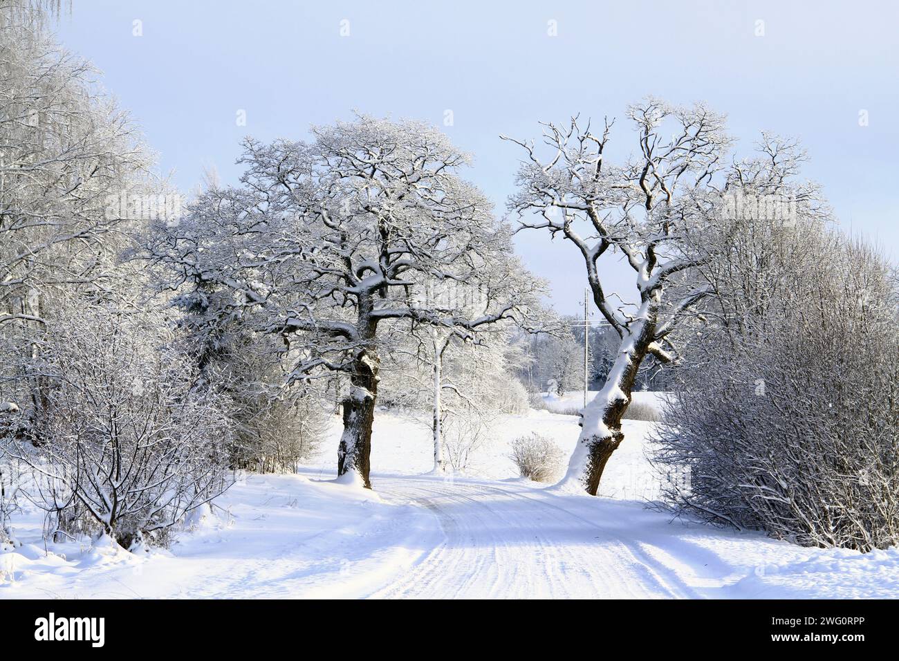 A scenic winter landscape with a snow-covered road and trees lining ...
