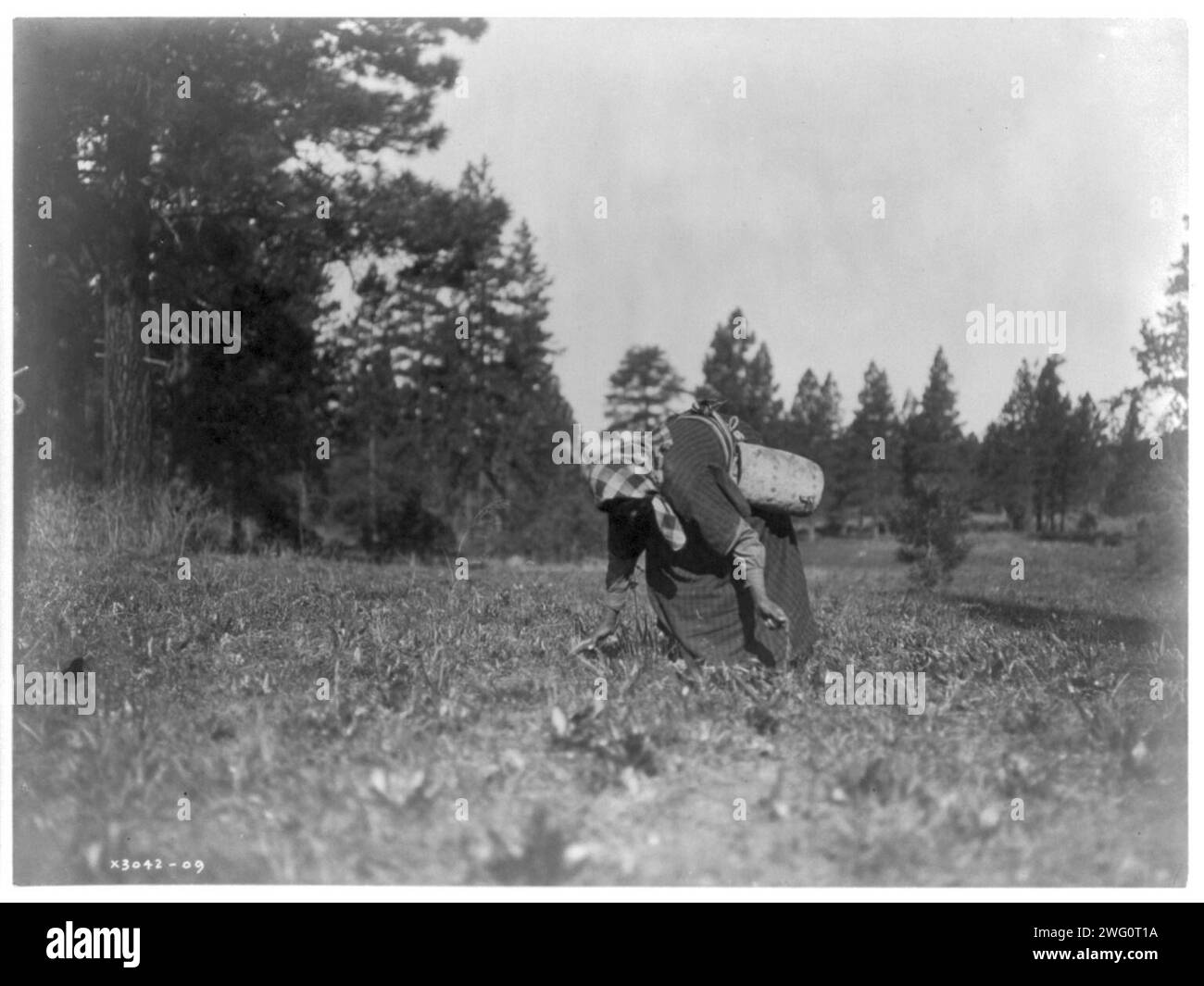 The piyake gatherer, c1910. Woman in long dress and bandana stooped over collecting piyake (roots) with hand scythe, leather basket at waist, trees in background. Stock Photo