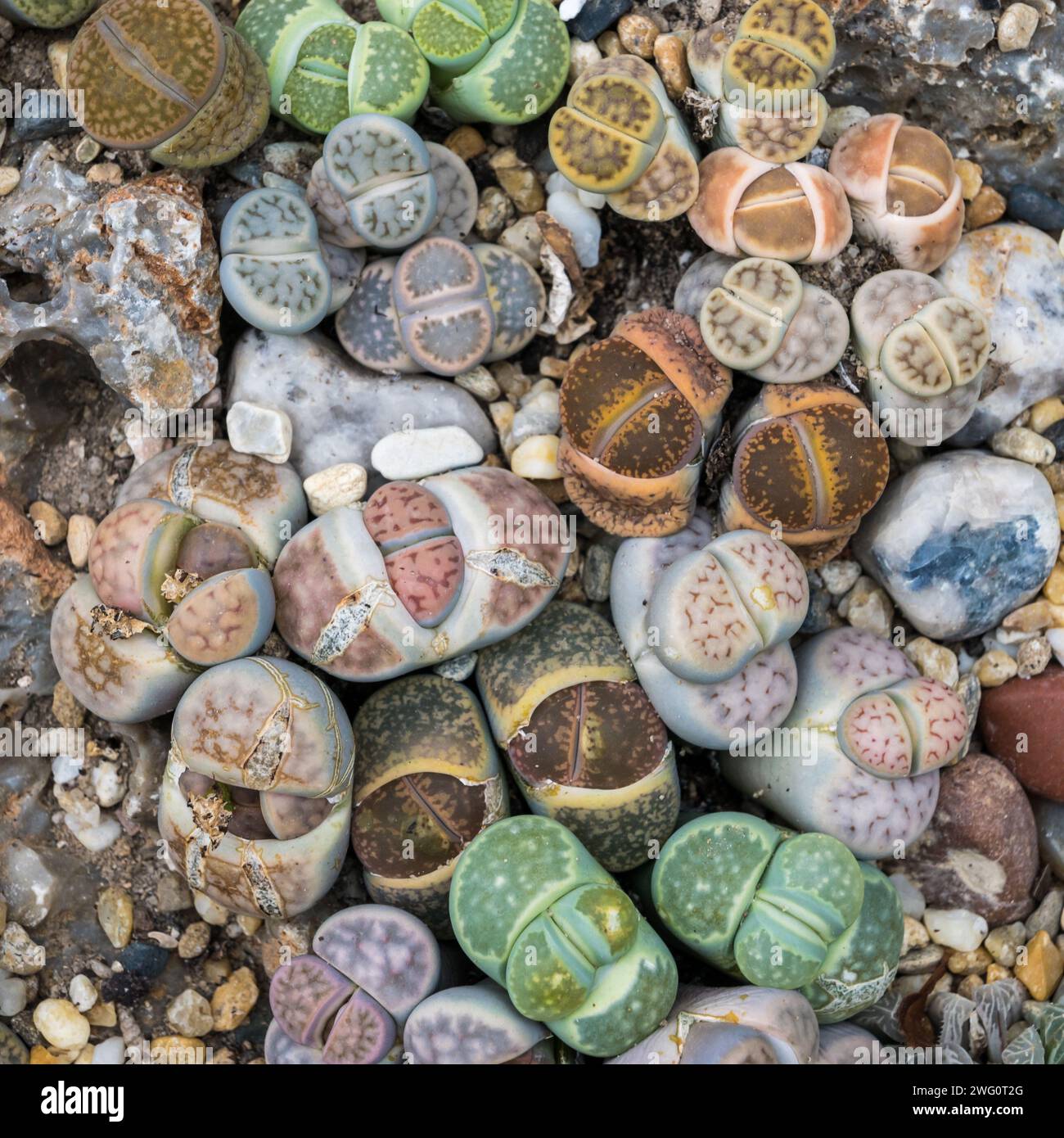 Colorful Lithops - Living Stone - Pebble Plant in Singapore Stock Photo ...