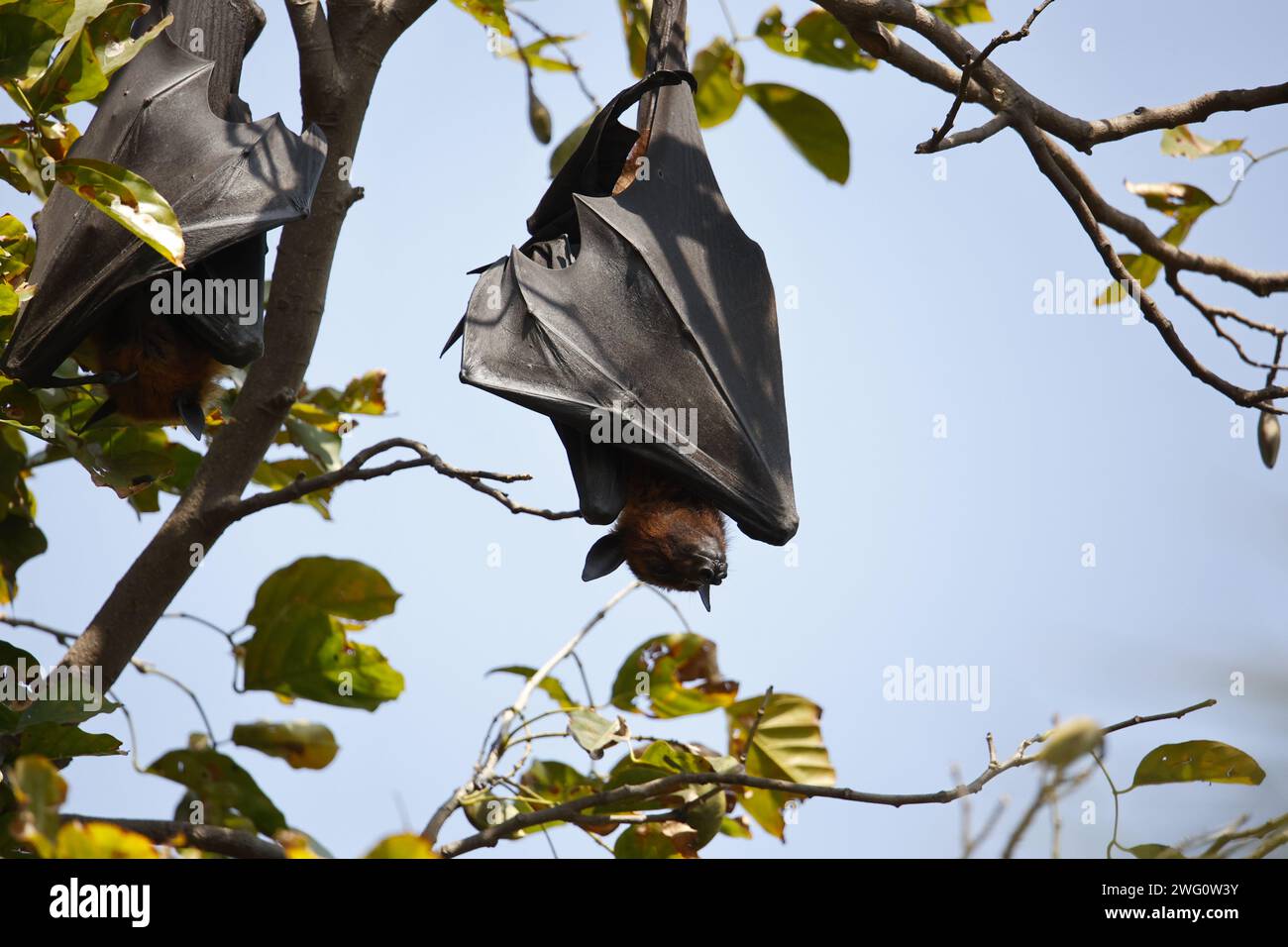 Fruit bats hanging around Stock Photo