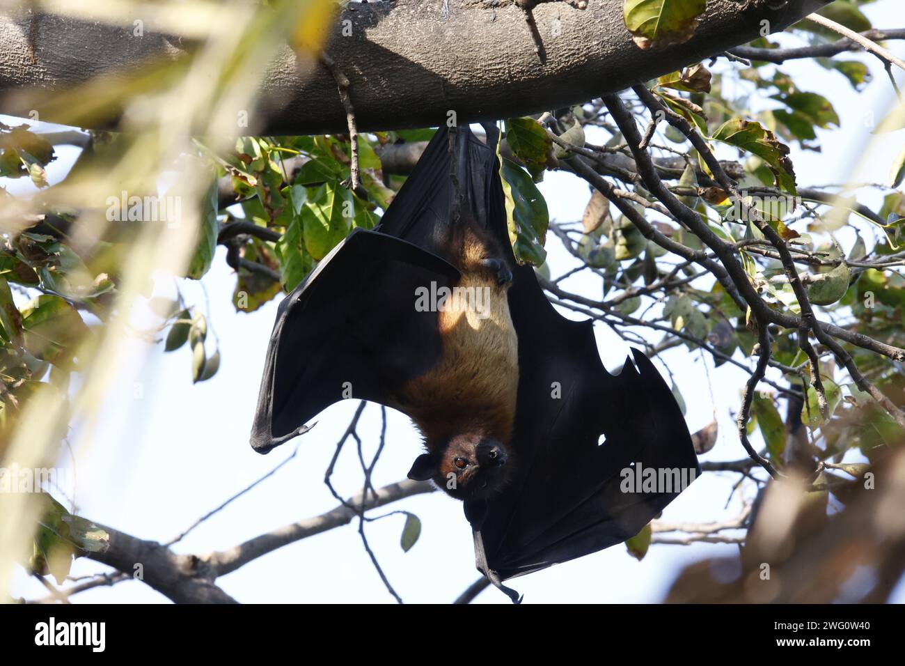 Fruit bats hanging around Stock Photo