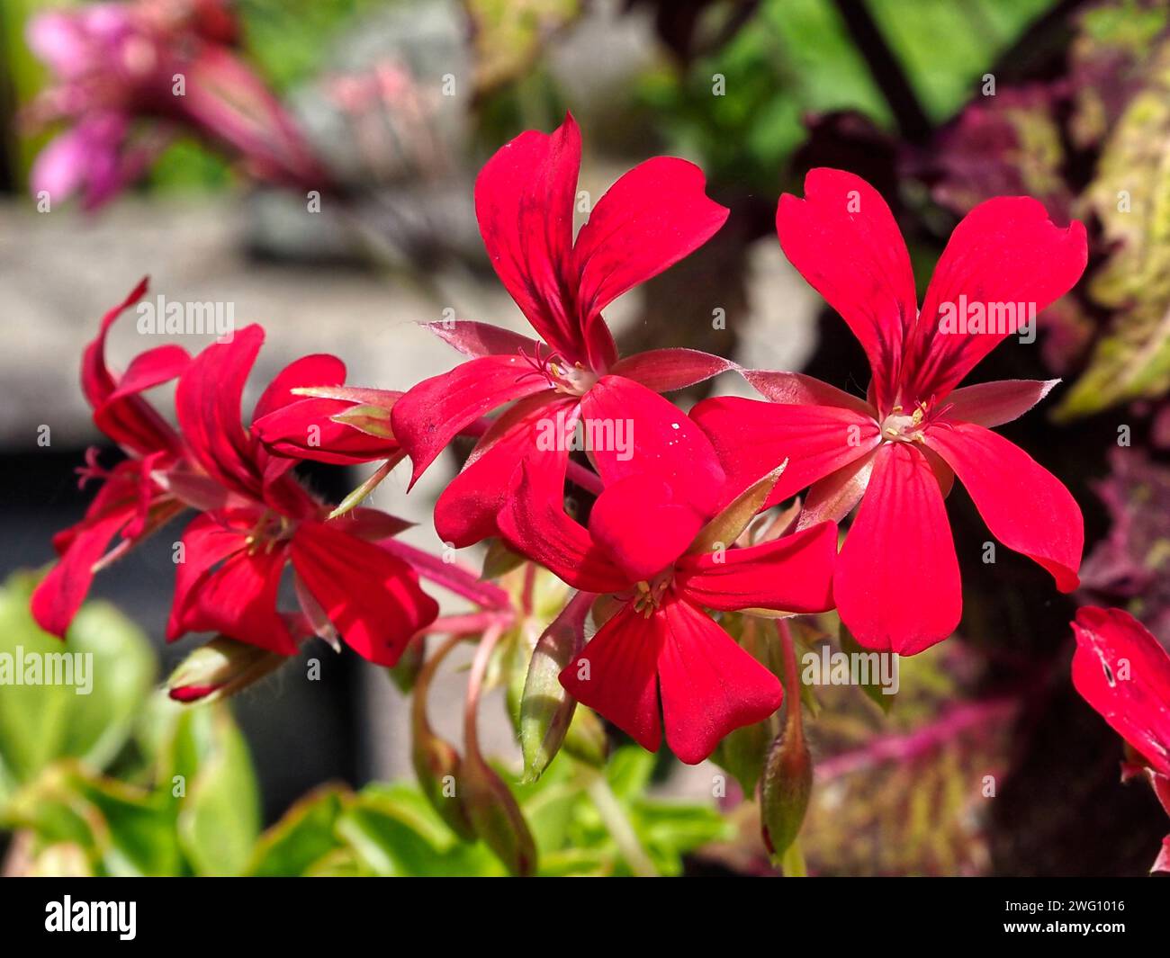 Closeup of red geranium flower in a french garden Stock Photo
