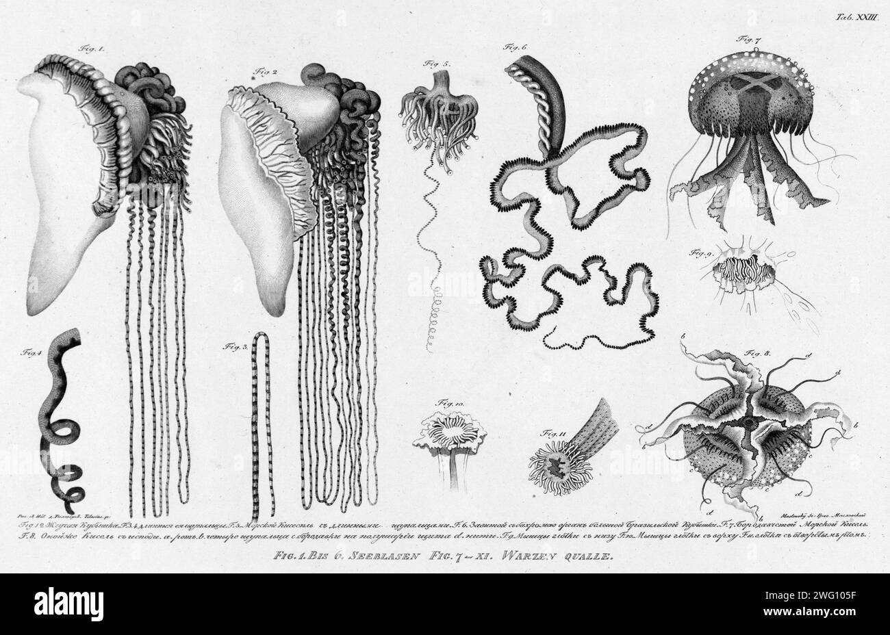 Fig.1.2. Stinging Cubomedusae; F.3.4. Its Long Tentacles; F. 5. Sea Medusae with Long Tentacles; F.6. Curly Fringe of a Large Brazilian Cubomedusae; F.7.Warty Sea Medusae; F.8. The Same Medusae From Inside - A/ Mouth B/ Four Tentacles C/ Warts on Its Hemisphere D/ Threads; F.9. Muscles of Gullet From Below; F.10. Muscles of Gullet From Above; F.11. Gullet with Open Mouth., 1813. In 1803-06, Captain I. F. Kruzenshtern became the first Russian to circumnavigate the globe. This atlas, published by the Russian Academy of Sciences in 1813, includes maps of Kruzenshtern's route and 109 plates based Stock Photo