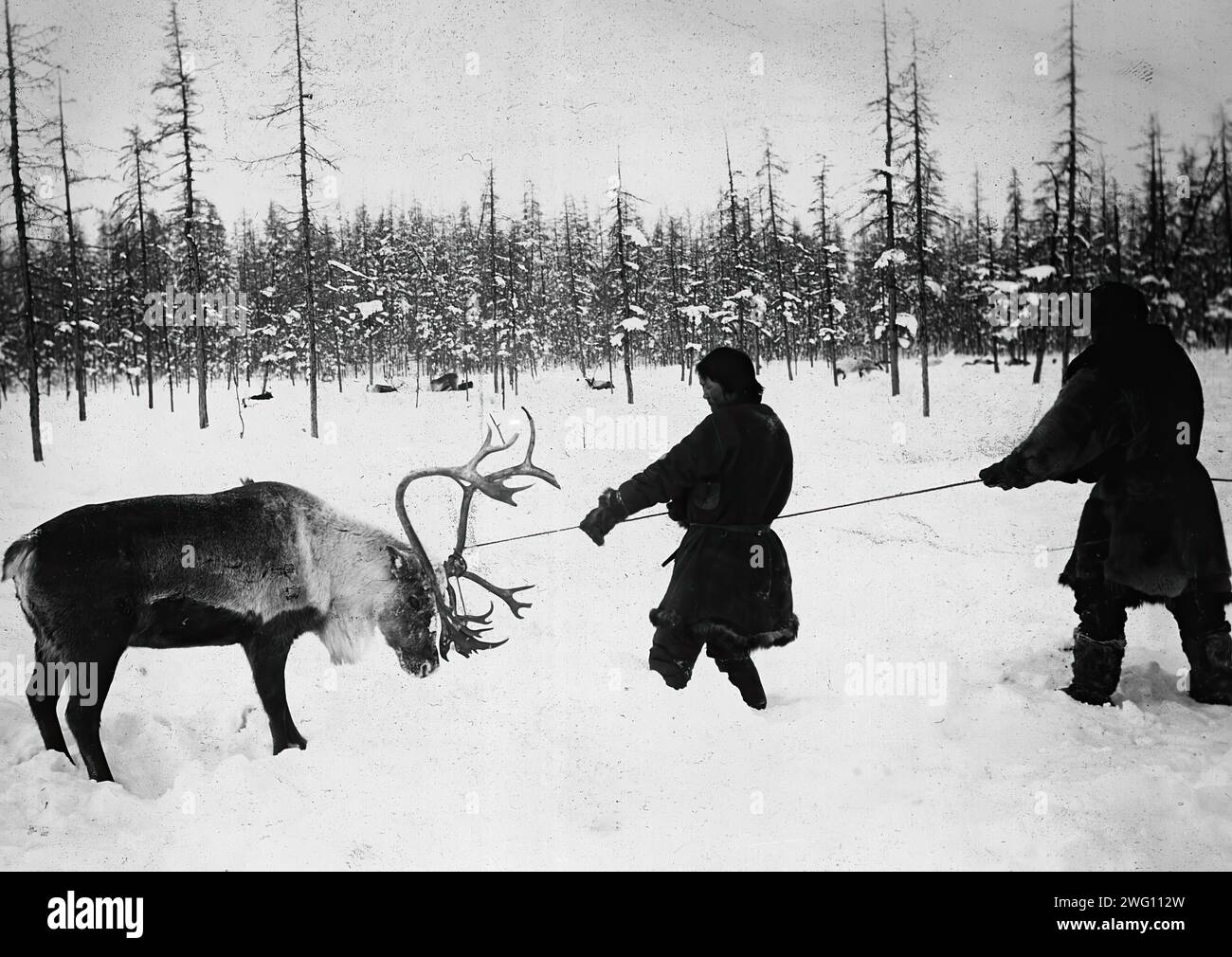 They Caught a Reindeer, 1890. The album &quot;Views of the Yakutsk Region&quot; contains 151 photographs. Subjects include the Lena River shore; various forms of river transport--including boats, rafts, trade barges, and steamships; post offices along the Lena highway, and transport by horse and reindeer. Several of the photographs are signed with the initials &quot;I. P.&quot; Irkutsk State University Stock Photo