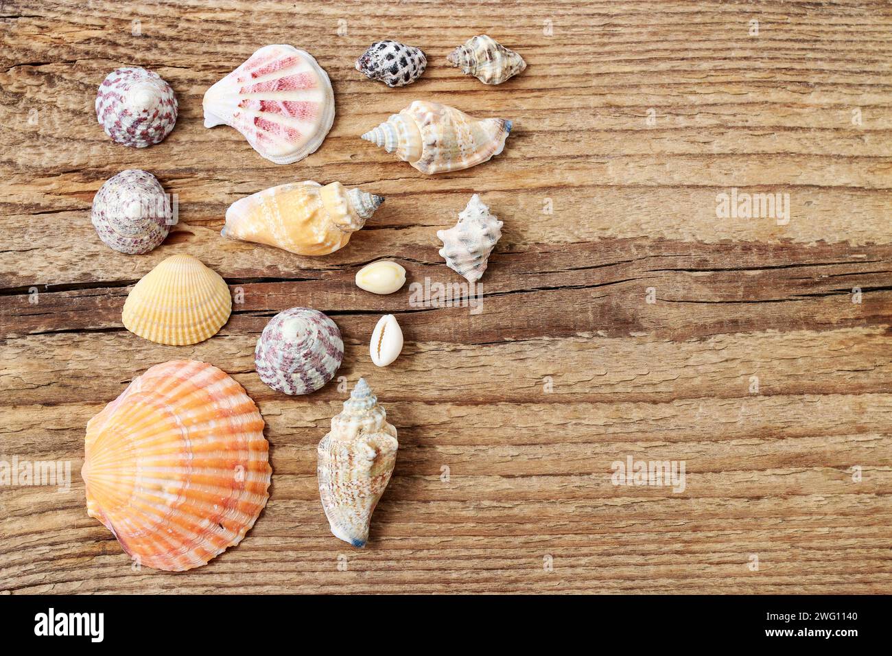 Seashells on a wooden background. Copy space Stock Photo