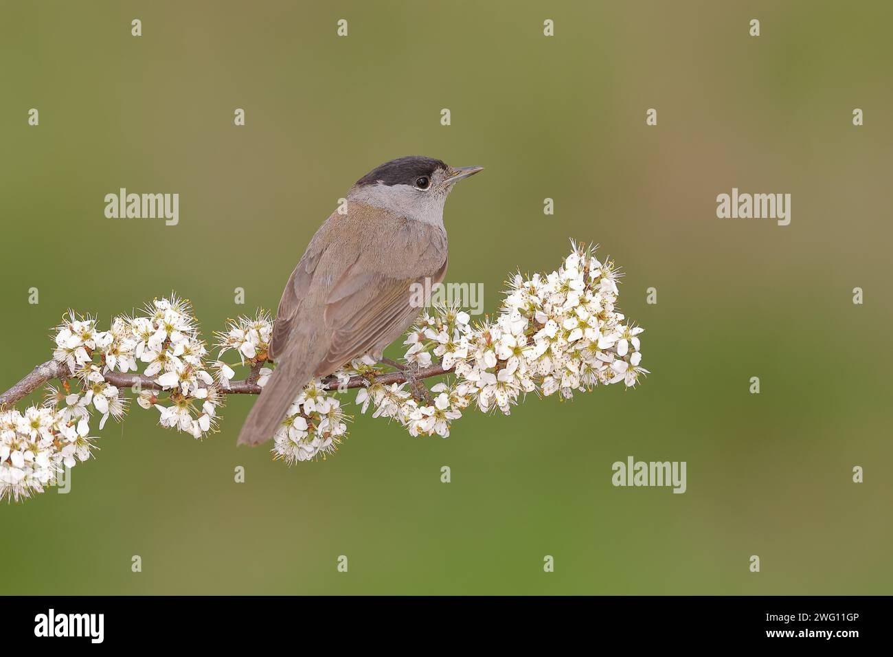 Blackcap (Sylvia atricapilla), male, sitting in flowering blackthorn (Prunus spinosa), animals, birds, migratory bird, songbird, spring, North Stock Photo