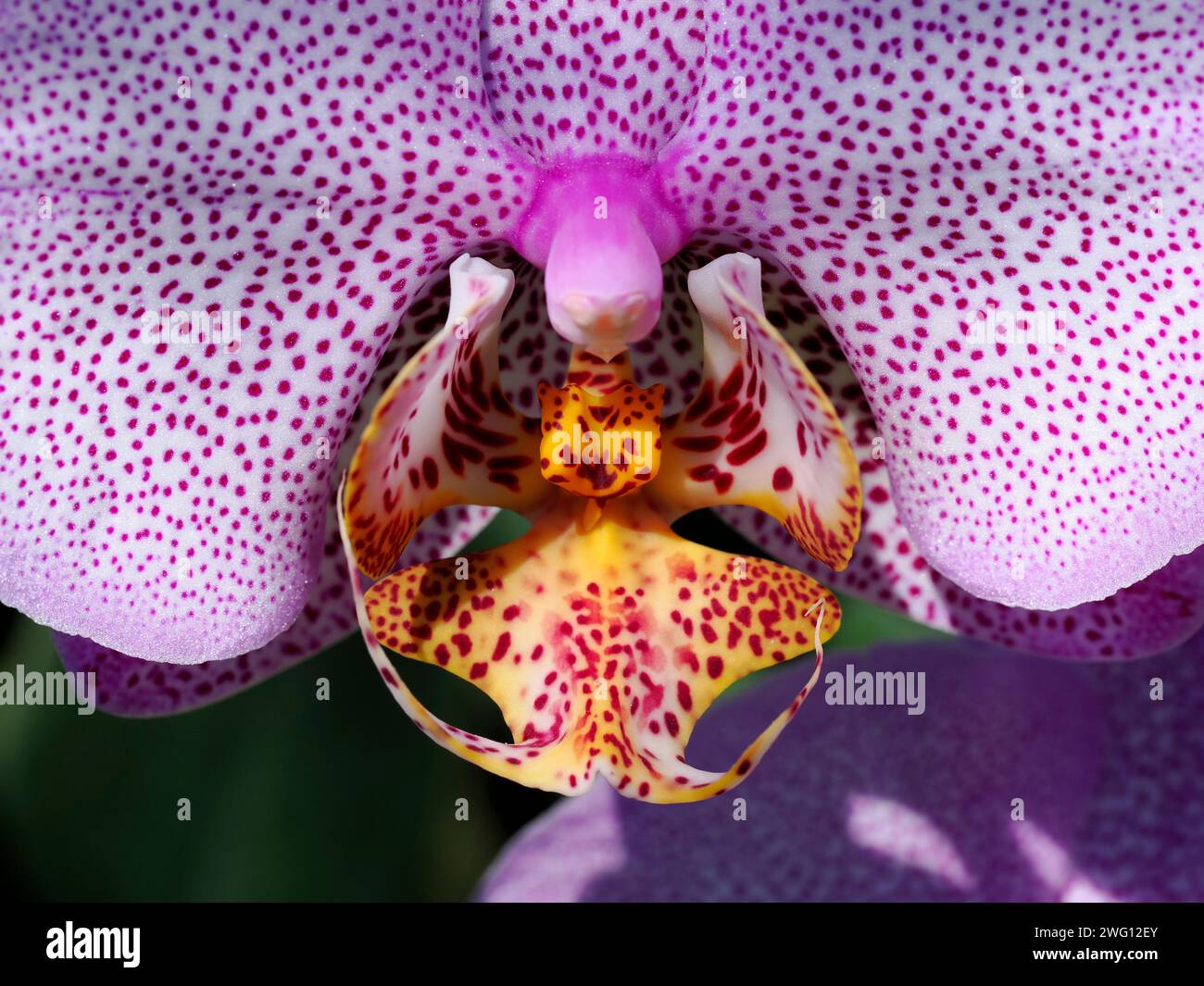 Macro of purple-spotted white orchid (Orchis) Stock Photo