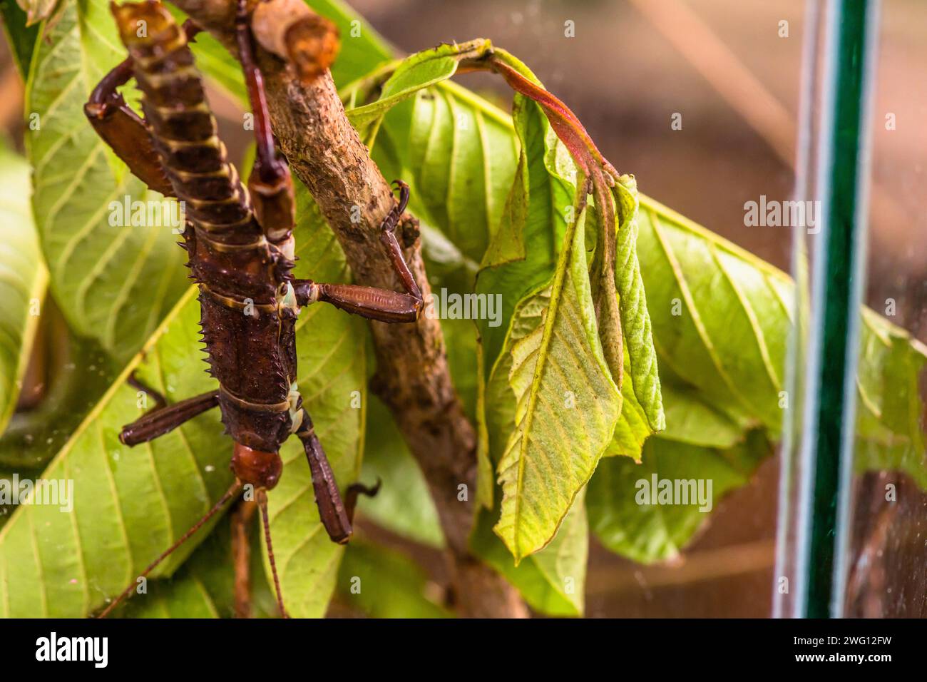 Stick insect blending into green leaves with its brown body Stock Photo