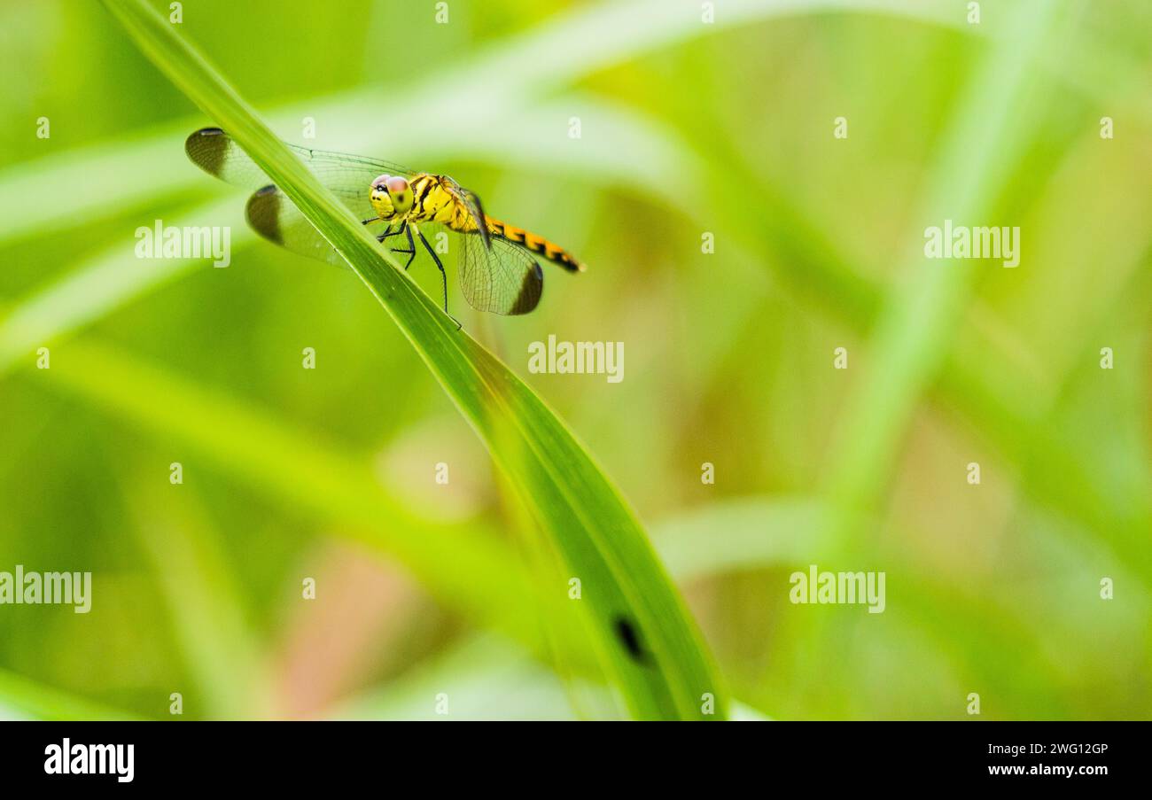 Yellow dragonfly with delicate wings perched on a blade of grass Stock Photo