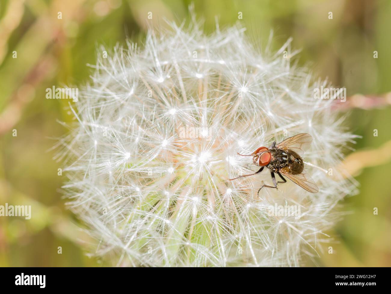 A common housefly standing on a delicate dandelion seed head Stock Photo