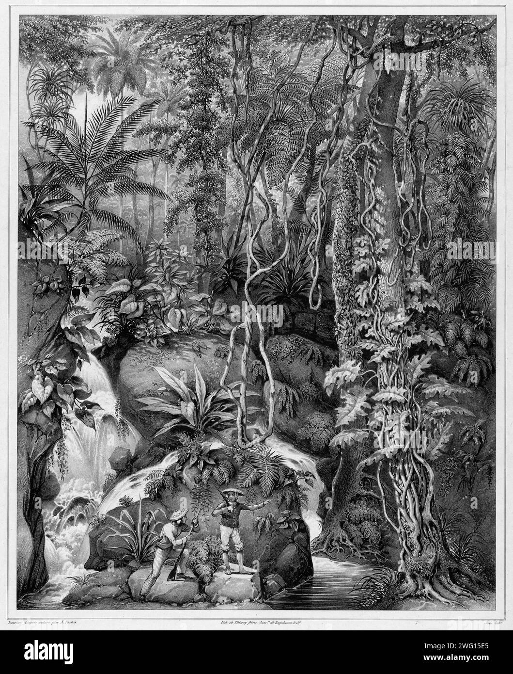 Philippine rainforest black and white stock photos images alamy
